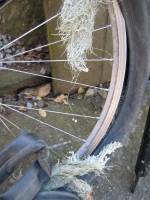 Old standby: Spanish moss..