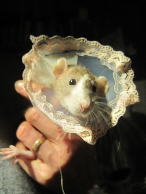 Bouquet of rodents for Post-Phelantine's Day