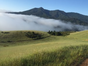 michael lipson baldy